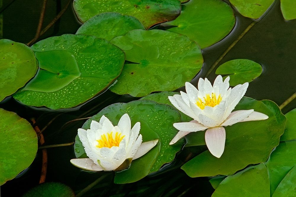 Canada-Ontario-Whitefish American white water lily flower and pads art print by Jaynes Gallery for $57.95 CAD